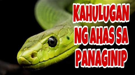 5 Kahulugan ng Ahas sa Panaginip .